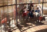 Des enfants d'Alep viennent rendre visite à Saïd, un Babouin hamadryas, triste et déprimé depuis le début de la crise à Alep le 14 septembre 2016