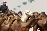 Un Saoudien dirige ses chameaux lors d'un concours de beauté dans le cadre du festival Roi-Abdelaziz à Al-Rumhiya, à 160 km à l'est de Ryad, le 19 janvier 2018