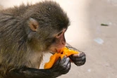 Un macaque du Japon mange un fruit glacé pour se rafraîchir, au zoo de Rome le 28 juin 2022, en pleine canicule