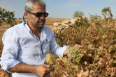 Yuhanna Aktas, vigneron à Midyat, en Turquie, le 19 octobre 2021