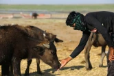 Un éleveur nourrit ses buffles dans les marais asséchés de Chibayich, le 24 juin 2023 dans le sud de l'Irak