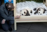 Le maire de Berlin Michael Müller avec "Meng Yuan", au zoo de Berlin où deux bébés pandas sont présentés aux médias le 9 décembre 2019
