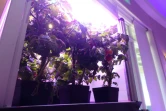Des pieds de tomates poussent sous des ampoules à LED au Fairchild Tropical Botanic Garden, dans les mêmes conditions que dans l'espace