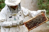 Mohammad Khatib inspecte des cellules d'une ruche à Irbid, dans le nord de la Jordanie, le 20 juin 2023