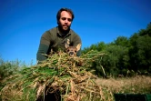 Un faon sauvé par l'association "Sauvons Bambi", près de Namur, dans le centre de la Belgique, le 24 juin 2024