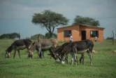 Cible de gangs qui les traquent dans les chemins, les champs et jusque dans les étables, des ânes broutent à Mogosani, une petite bourgade de la province sud-africaine du Nord-Ouest, le 9 février 2017