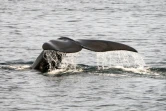 Une baleine nage près de Cap Cod, aux Etats-Uns, le 13 avril 2019.