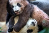 Le bébé panda Yuan Meng joue avec sa mère dans le zoo de Beauval, le 12 janvier 2018