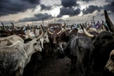 Des éleveurs avec leurs troupeaux, à Agege Market, le plus grand marché à bestiaux d'Afrique de l'Ouest, à Lagos, le 10 avril 2019.