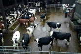 Des vaches à l'étable dans une  exploitation agricole près de Barnstaple dans le sud-ouest de l'Angleterre, le 16 janvier 2025