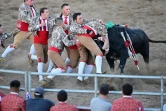 Un groupe de "forcados" empoigne un taureau pour l'immobiliser et représenter sa mort symbolique lors d'une corrida portugaise organisée à Turlock (Californie), le 10 juillet 