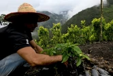 Un agriculteur s'occupe d'un caféier à Argelia, dans le département du Cauca, le 5 mai 2025 en Colombie