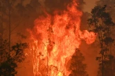 Un feu de brousse à Bobin, à 350 km au nord de Sydney, le 9 novembre 2019, l'un de la centaine qui ravagent actuellement la côte est de l'Australie