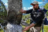 Cristobal Arredondo de la Wildlife Conservation Society (WCS) montre un tronc d'arbre attaqué par des castors, le 10 mars 2021 en Terre de feu, au Chili