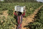 Cueillette des grappes de Merlot le 20 juillet 2016 à Karm el-Nada en Egypte