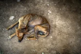 Un chien, dans le village argentin de Mision Chaquena, le 27 février 2020