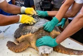 Une tortue d'une espèce protégée est équipée d'une balise avant d'être relâchée sur la côte de Sfax, dans le centre-est de la Tunisie, le 15 octobre 2023
