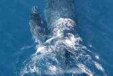 Jeudi 1 Septembre 2011

Baleines au large de la baie de Saint-Paul photo Imaz Press avec Felix ULM