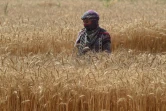 Récolte du blé dans un champ près de Lahore, le 14 avril 2022 au Pakistan