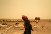 Un berger sur des terres arides après une tempête de sable, prés de Taqba, le 2 juin 2022 dans le nord-est de la Syrie