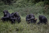 Déjeuner des chimpanzée au centre de Lwiro, le 14 février 2022