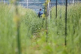Un employé vérifie les plants de kiwis dans le champ de l'entreprise ReFruits, à quelques kilomètres de la centrale nucléaire sinistrée de Fukushima, le 24 avril 2025 à Okuma, au Japon