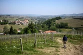 Stefano Cagliero, propriétaire du domaine viticole de Cagliero, dans une des ses vignes le 23 avril 2020