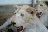 Un lion blanc et une lionne blanche dans un zoo privé de Karachi, le 20 mai 2019 au Pakistan