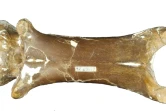 Photo non datée diffusée le 10 septembre 2019 par l'Université Queen Mary de Londres montrant des fossiles de cervicales du ptérosaure Cryodrakon boreas