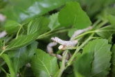 Un ver à soie, chenille du papillon bombyx du mûrier, à Nourafchon, le 2 juin 2024 en Ouzbékistan