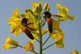 Des abeilles butinent des fleurs de moutarde à Lak Mor, dans la province du Pendjab, le 30 janvier 2025 au Pakistan