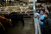 Vente aux enchères de bétail au marché de Liniers de Buenos Aires, le 1er juillet 2021 en Argentine