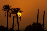Palmiers-dattiers vers Bassora, dans le sud de l'Irak, le 7 juillet 2022