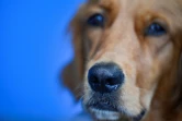 Les qualités olfactives de Pokaa, qui intervenait déjà dans une vingtaine d'Ehpad en tant que chien de médiation, sont le fruit d'une formation de "quatre semaines" à l'Ecole nationale vétérinaire d'Alfort