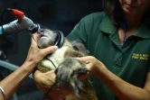 Sherwood Robyn, koala femelle de 12 ans, anesthésiée le 28 avril 2016 à l'hôpital vétérinaire de Port-Macquarie en Australie