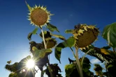 Les experts climat de l'Onu estiment que le monde est pour l'instant sur une trajectoire catastrophique de réchauffement de 2,8°C 