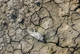 Un poisson mort gît sur le sol craquelé d'un canal d'irrigation asséché traversant un champ de blé dans le district de Rania, alimenté par l'eau du réservoir du barrage de Dukan, au nord-ouest de la ville de Suleimaniyeh, dans la région autonome du Kurdistan, dans le nord-est de l'Irak, le 2 juillet 2022