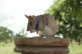 Photo non datée de Magawa, un rat africain géant détecteur de mines au Cambodge, fournie le 25 septembre 2020 par l'association britannique de protection des animaux PDSA qui lui a décerné une médaille d'or pour sa bravoure