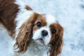 Un Cavalier King Charles Spaniel, le 7 février 2022 à Oslo, en Norvège 