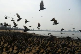 Des centaines d'oiseaux sur la plage Chowpatty de Mumbai (Bombay), en Inde, le 25 mars 2020