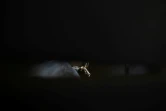 Un taureau attend le début du combat dans l'arène de Las Ventas à Madrid, le 15 mai 2019