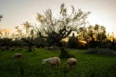 Des moutons paissent dans une oliveraie du village de Madena,  le 15 décembre 2020 en Grèce