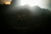 Le protée anguillard, ou salamandre des grottes, peut vivre jusqu'à 100 ans