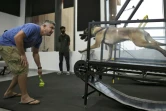 Face aux grosses chaleurs, les chiens ont leur salle de sport à Abou Dhabi