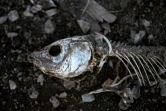 Squelette de poisson sur les rives du lac  Peñuelas, dans la région de Valparaiso, le 18 mars 2022