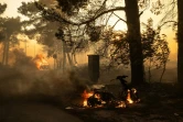 Un scooter et une voiture en flammes lors d'incendies de forêt, le 11 août 2024 à Varnavas, au nord d'Athènes

deux-roues A motorbike and a car burn along a road during a wildfire in Varnavas, north of Athens, on August 11, 2024. Greece was battling several wildfires on August 11, with smoke covering parts of the capital Athens in a haze, amid warnings for extreme weather conditions for the rest of the week.