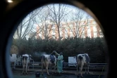 Un éleveur lave ses vaches, à leur arivée au Salon de l'agriculture, Porte de Versailles à Paris, le 25 février 2022

