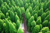 Forêt en Chine dans la province du Jiangsu