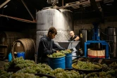 Pressage des grappes de raisin au vignoble Olvio Nuvo, le 3 septembre 2022 dans la région de Mykolaïv, en Ukraine