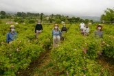 Cueilleurs masqués de la rose Centifolia, le 14 mai 2020 à Grasse
